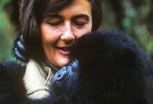 Diane Fossey Kimdir?